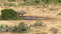 Südafrika - Safari im ADDO
