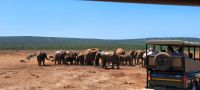 Südafrika - Safari im ADDO