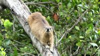 Südafrika - Tsitsikamma Nationalpark - Klippschliefer