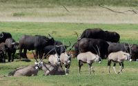 Südafrika - die ersten Tiere unterwegs