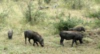 Südafrika -Kruger Nationalpark -  Familie Pumba