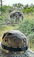 Südafrika -Kruger Nationalpark -  Gut getarnt!