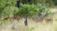 Südafrika -Kruger Nationalpark -  Impala & Wasserbock