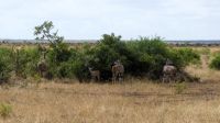 Südafrika -Kruger Nationalpark -  Kudu Familie