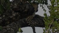 Südafrika -Kruger Nationalpark -  Leopard