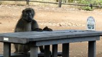Südafrika -Kruger Nationalpark -  Mittagspause