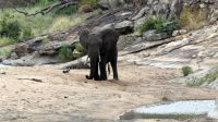 Südafrika -Kruger Nationalpark -  Safari