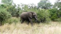 Südafrika -Kruger Nationalpark -  Safari