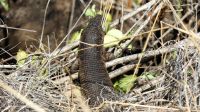 Südafrika -Kruger Nationalpark -  Waran gut getarnt