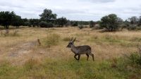 Südafrika -Kruger Nationalpark -  Wasserbock
