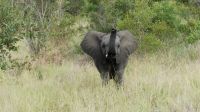 Südafrika -Kruger Nationalpark -  halbstarker Elefant