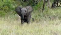 Südafrika -Kruger Nationalpark -  halbstarker Elefant