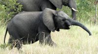 Südafrika -Kruger Nationalpark -  halbstarker Elefant