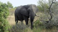 Südafrika -Kruger Nationalpark - Hallo
