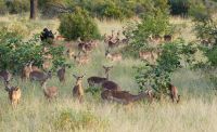 Südafrika -Kruger Nationalpark - Safari - Impalas