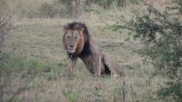 Südafrika -Kruger Nationalpark - Safari -Löwen