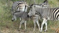 Südafrika -Kruger Nationalpark - Steppenzebras