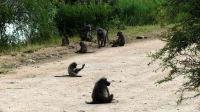 Südafrika -Kruger Nationalpark - Wer hat die Kokosnuss geklaut?
