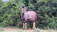 Safari im Kariega Wildreservat, Njala