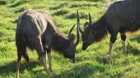 Safari im Kariega Wildreservat, Njala
