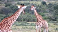 Safari im Kariega Wildreservat