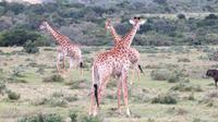 Safari im Kariega Wildreservat