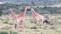 Safari im Kariega Wildreservat