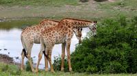 Safari im Kariega Wildreservat