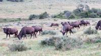 Safari im Kariega Wildreservat