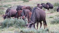Safari im Kariega Wildreservat