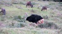 Safari im Kariega Wildreservat