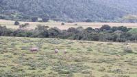 Safari im Kariega Wildreservat