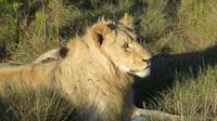 Safari im Kariega Wildreservat
