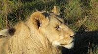 Safari im Kariega Wildreservat
