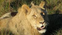 Safari im Kariega Wildreservat