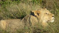 Safari im Kariega Wildreservat