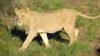 Safari im Kariega Wildreservat