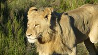 Safari im Kariega Wildreservat