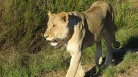 Safari im Kariega Wildreservat