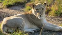 Safari im Kariega Wildreservat