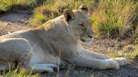 Safari im Kariega Wildreservat