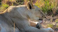 Safari im Kariega Wildreservat