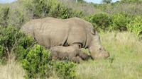Safari im Kariega Wildreservat