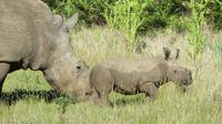 Safari im Kariega Wildreservat