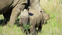 Safari im Kariega Wildreservat