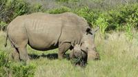 Safari im Kariega Wildreservat