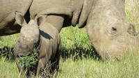 Safari im Kariega Wildreservat