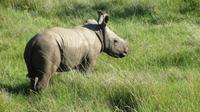 Safari im Kariega Wildreservat