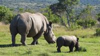 Safari im Kariega Wildreservat