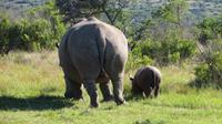 Safari im Kariega Wildreservat